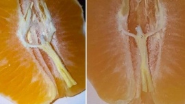 Un hombre dice encontró la imagen de Jesús en una mandarina