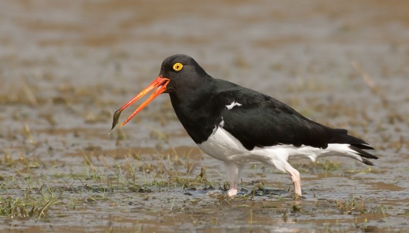 El Ostrero austral es un ave migratoria patagónica que durante el verano permanece en el Estuario del río Gallegos, siendo reconocible por su largo pico de color rojo intenso.