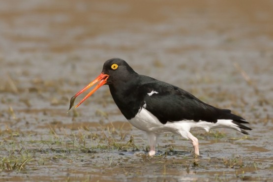 El Ostrero austral es un ave migratoria patagónica que durante el verano permanece en el Estuario del río Gallegos, siendo reconocible por su largo pico de color rojo intenso.