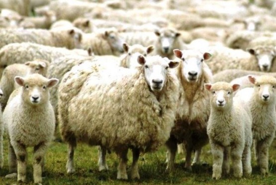 La cadena de carne y lana ovina es una de las más importantes del sector pecuario en Argentina