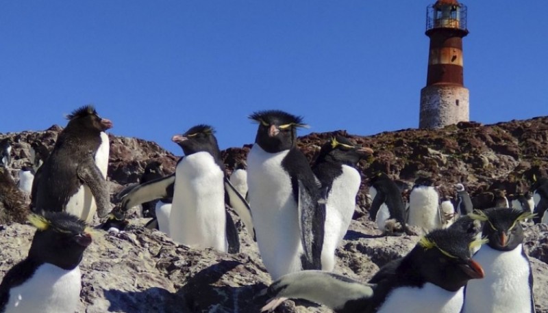 Isla Pingüino. 