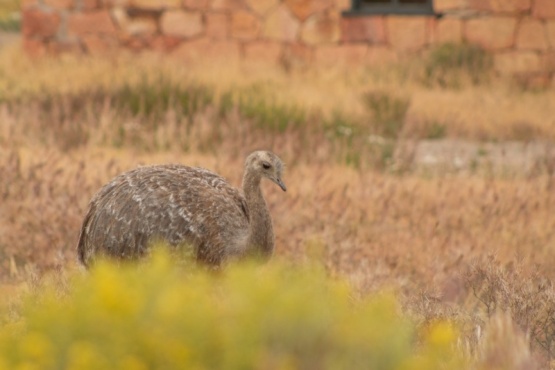 El choique: ave silvestre de la Patagonia