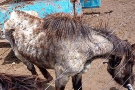 Rescataron a 7 caballos que eran maltratados en Balcarce