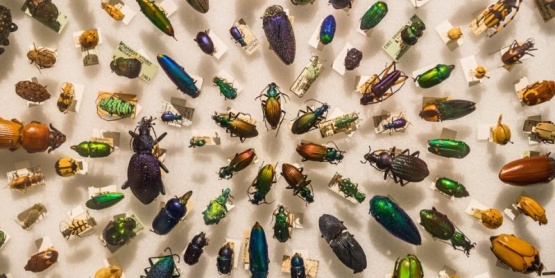 Descubrieron un insecto “metálico” con genitales en forma de hoja: “Un logro único en la vida”