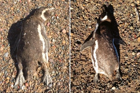 Alarma por la muerte de pingüinos a causa del calor. 