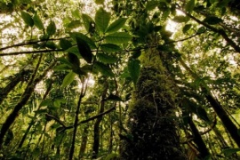 Estiman que quedan más de 9.000 especies de árboles por descubrir