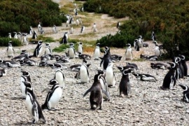En el interior de la provincia se interesan por la Laguna Azul y La Pingüinera