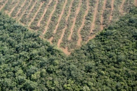 Argentina está dentro de los 10 paises con mayor deforestación en el mundo