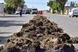 Sembrarán nuevas especies en el Bulevar de la Avenida Jujuy