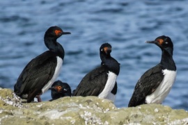 Puerto Deseado: la diversidad de hábitat a través de sus aves