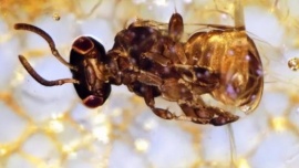 Científicos descubrieron nuevos ejemplares ya extintos de abejas fosilizadas en un árbol
