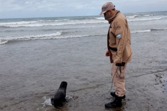 Prefectura rescató un lobo marino en Puerto Madryn