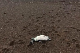 Atroz: Encontraron pingüinos muertos con signos de estrangulación en Chubut