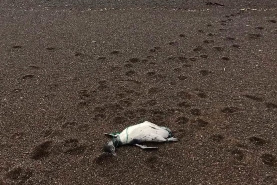 Pingüino muerto en la playa. 