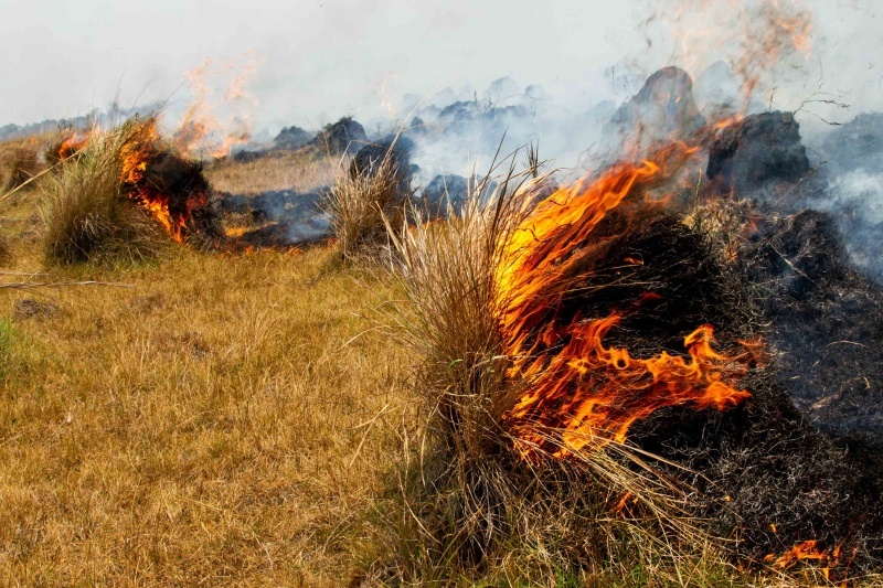 Iberá después del fuego