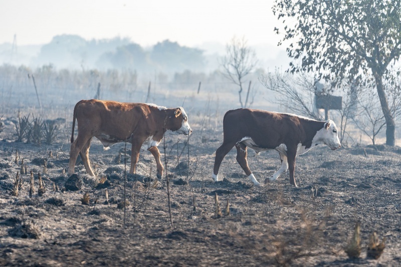 Iberá después del fuego