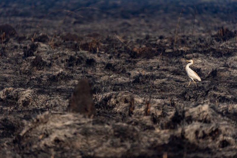 Iberá después del fuego