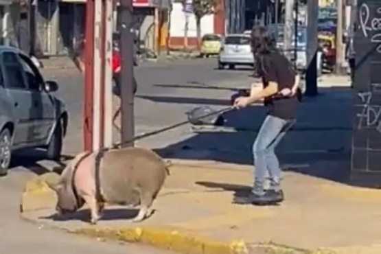La mujer paseando a su cerdo en Lanús.