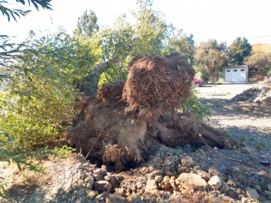 El árbol cayó por el viento fuerte (Fotos JCC) 