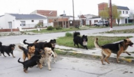 Luis Reynoso: “Se hacen 15 castraciones diarias” de perros