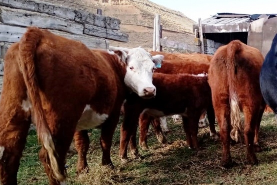 Secuestraron animales sueltos en el Barrio Santa Cruz