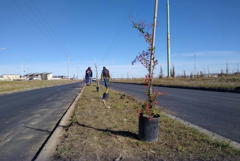 Plantines en la avenida. 