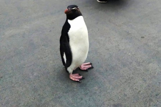 Pingüino sobre la avenida.