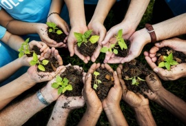 Ecología: la importancia social de plantar un árbol