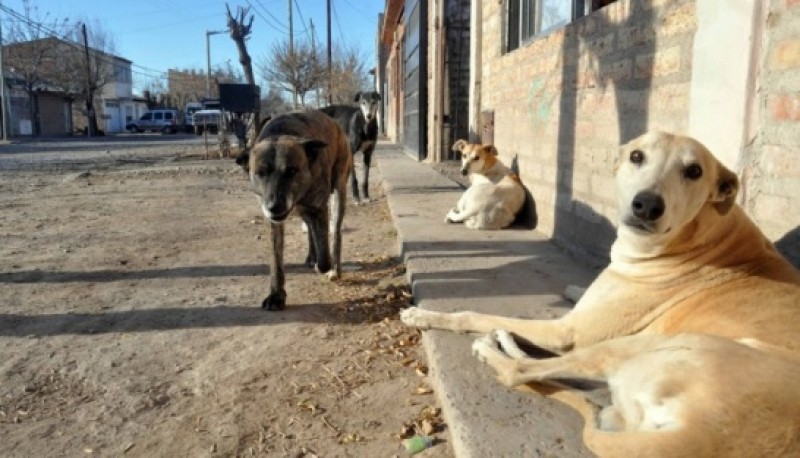 Perros en Río Gallegos.