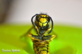 Avispas carnívoras en Río Gallegos: cómo distinguirlas de una abeja común