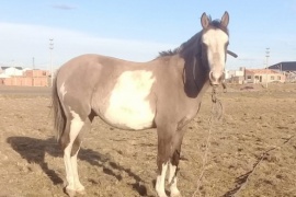 Mataron a su caballo y ofrece una recompensa para saber quién fue