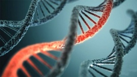 Lograron establecer la primera secuencia completa del genoma humano