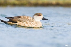 Aves residentes y abundantes en Reservas Naturales Urbanas de Río Gallegos