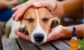 Aceite de Cannabis para mascotas, un tratamiento complementario