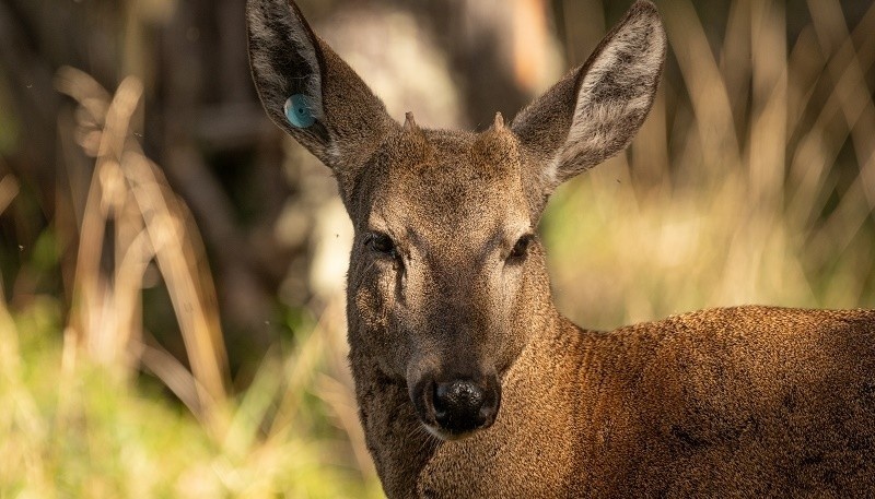 Huemul. 