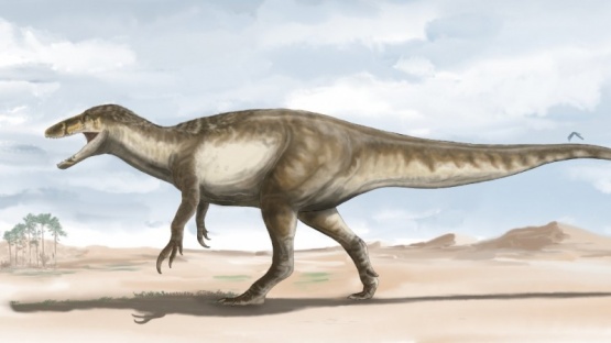 Restos fósiles del dinosaurio megarraptórodo fue encontrado en El Calafate. 