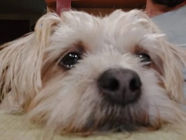Lanzaron en la Argentina la primera plataforma web de adopción de perros