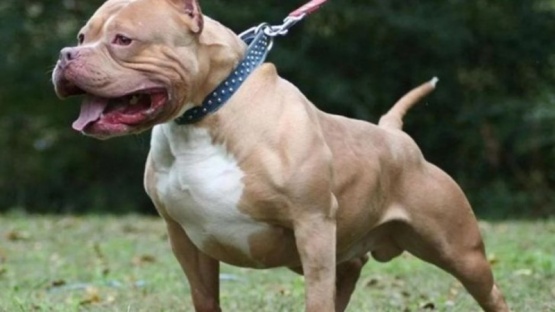 El perro pitbull de la familia atacó a un bebé de 8 meses que dormía en la cuna