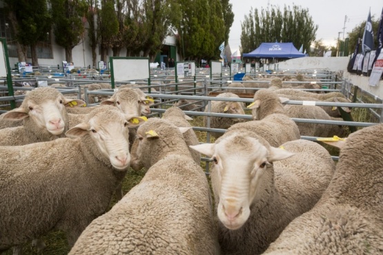 Inseminación artificial en ovinos: una práctica que lleva años en Santa Cruz