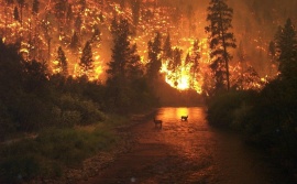Prevención de siniestros forestales y las causas de los incendios en el país