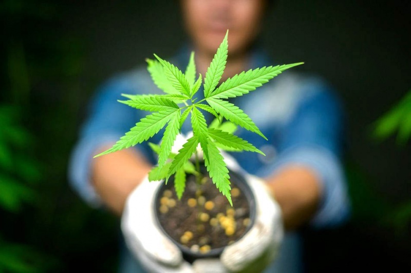 La planta de cannabis cada vez tiene más aprobación social. 