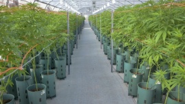 APROCAM destacó la promulgación de la Ley de Cannabis