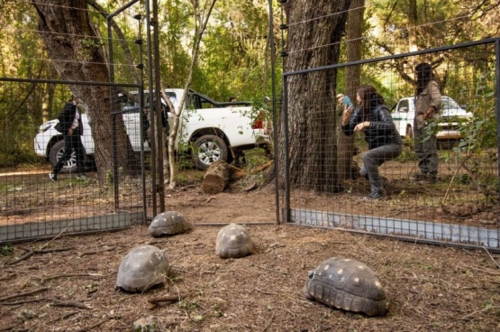 Liberaron en El Impenetrable chaqueño a 10 ejemplares de tortugas yabotí