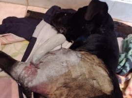 “Tazita”, la perra que sobrevivió tras ser baleada en Chimen Aike