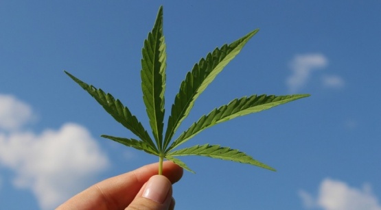 “El cannabis es más que un porro” | Expo Cannabis en la Rural de Río Gallegos