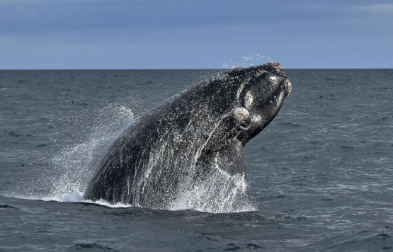Avistaje de una ballena franca austral cerca de Punta Loyola: “Es un regalo, algo que no se ve muy seguido”