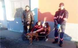 Final feliz para “Polenta”, la perrita que encontró una familia