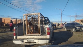 Alejandro Cheuqueman: “Los perros capturados serán esterilizados”