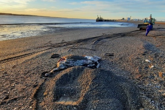 Hallaron una vaca muerta en la costanera de Río Gallegos