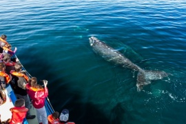 Azul media cubrirá en vivo el avistamiento de ballenas